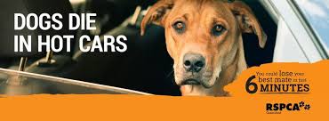 Rspca Cairns Home Facebook