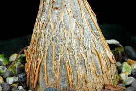 Image result for Cyphostemma lynesii