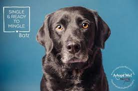 Check spelling or type a new query. Adoption Process Labrador Retriever Rescue Of Florida