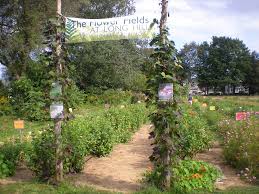 Starting in mid june and lasting until the fall harvest and holidays you'll enjoy every variety of sweet fruit, pumpkins and apples at pick your own farms. Pick Your Own Flowers At Long Hill Flower Fields Beverly Ma Patch