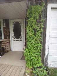 Image result for Stolzia heiligenthalii