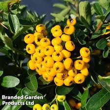 Image result for Pyracantha coccinea soleil d'or