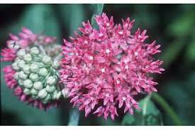 Plants Profile For Asclepias Purpurascens Purple Milkweed
