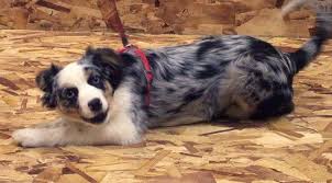 A comprehensive list of dogs who won't put the fur in furniture. Short Hair Medium Size Dog Breeds Water Sky Dog Breeds Medium Sized Dogs Medium Sized Dogs Breeds