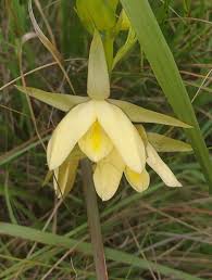 Image result for Eulophia caricifolia