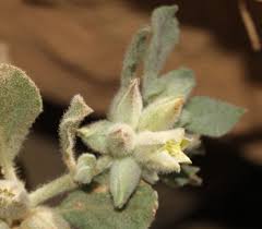 Image result for Glinus lotoides