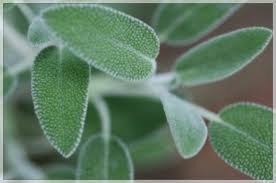 La Sauge Ou La Plante Qui Sauve Et Qui Guerit Sauge Bienfaits Sauge Soigner Par Les Plantes