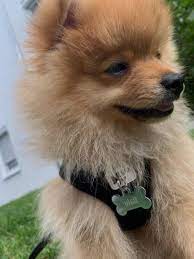 sirin yakisikli kopek kopek atlar resim