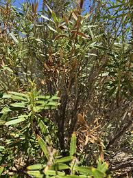 Image result for xylella fastidiosa oleander symptoms