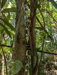 Image result for Caloncoba crepiniana