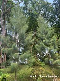 Image result for Casuarina junghuhniana