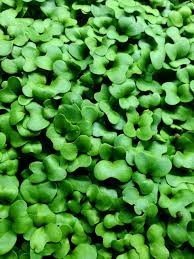 Customers Love Microgreens | Marys Land Farm