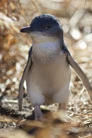 Pin On Wildlife