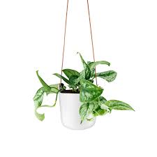 There's a problem loading this menu right now. Self Watering Pots Find A Great Selection Online At Eva Solo