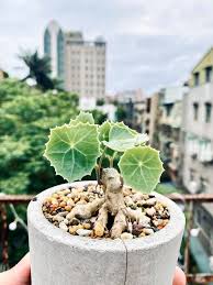 Image result for Senecio oxyriifolius