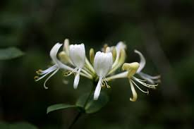 Image result for Caprifoliaceae