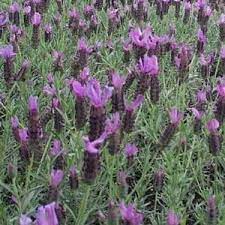 Spanish Lavender Pruning And Care Spanish Lavender Growing Lavender Lavender Plant