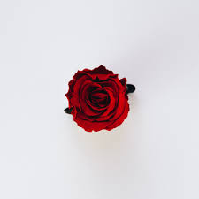 We did not find results for: Rose Wallpapers Free Hd Download 500 Hq Unsplash