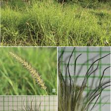 Image result for Anthephora pungens