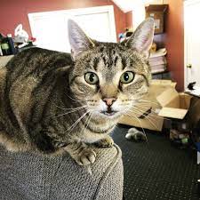 My Sweet Angel Animals Fluffy Cats