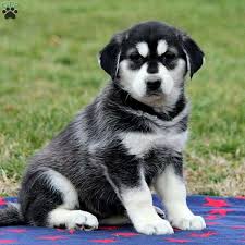 Husky golden retriever mixes usually have a narrow muzzle with a narrow body that resembles the golden retriever. Goberian Puppies For Sale Greenfield Puppies