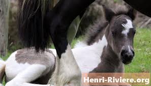 Kisah kasih manusia dan anjing lokadataid, 25/09/2019. Proses Mengawan Kuda Gaya Hidup February 2021
