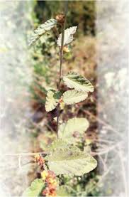 Image result for Waltheria indica