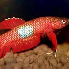 Betta Brownorum Malaysia In 2020 Betta Betta Fish Colorful Fish