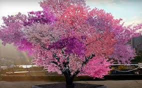 Learning the art of watering fruit trees can be one of the most challenging things for beginning gardeners. This Crazy Tree Grows 40 Kinds Of Fruit Cool Crazy Things
