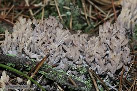 Image result for Clavulina cinerea