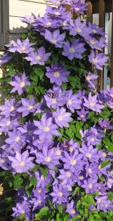 Young' with 59 images and 37 data details. Pin On Gardening