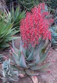 Image result for Aloe buchananii