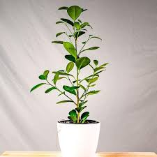 Image result for F kus Ficus