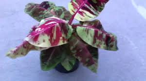 Learn all about how to help the unique fishbone cactus thrive in hanging pots and planters. Spectacularly Variegated Musa Zebrina Banana Plant Youtube