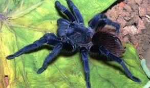 Typhochlaena seladonia, brazilian jewel tarantula, nachwuchs vereinzeln. Nine New Colorful Tarantulas Discovered In Brazil The World From Prx