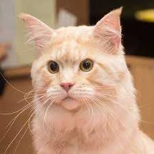 Cattery Milagro Norte