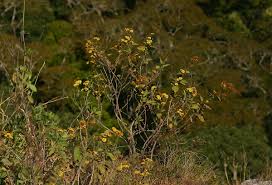 Image result for Anisopappus kirkii