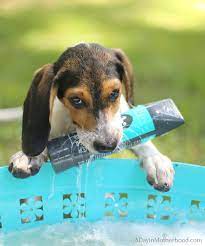 How Often Should I Bathe My Puppy Bathing A Puppy Puppy Find Pomchi Puppies