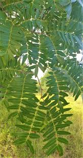 Image result for Brachystegia glaucescens