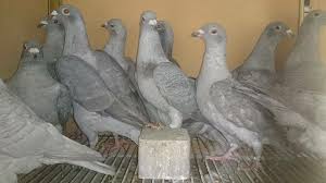 Pin By Alperkara36 On Guvercin In 2020 Pigeon Parrot Animals