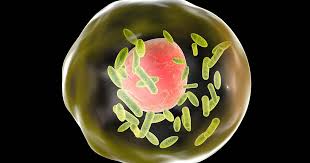 Image result for Q Fever