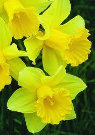 Heirloom Spring Planted Bulbs Daffodils Spring Flowers Rare Flowers