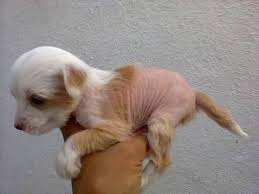 Montañistas ayudan a rescatar a un perro y a 3 personas después de accidente aéreo. Razas De Perros Ar Twitter Raza Crestado Chino Hairless Origen China Peso 5 A 7 Kg Tamano Pequeno Caracter Jugueton Carinoso Afable Vivaz Alegre Alerta Https T Co Xah26efuy6