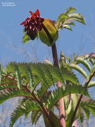 Image result for Melianthus major
