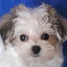 Morki,mal shi, shorkie pups $375 toledo, ohio morkie puppies. Morkie Puppy For Sale Heavenly Puppies
