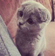 She arrived a few weeks ago from romania. Certain Cat Breeds Will No Longer Be Allowed In Brussels Brussels Express