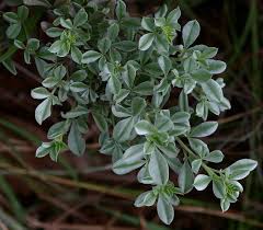 Image result for Pearsonia