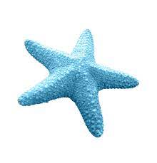 Starfish Sea Clip Art Starfish Transparent Png Image Lucu