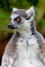 Lemur Of Ring Shaped Tail Lemur Catta Photo By Viledevil On Envato Elements Lemur African Animals Photo