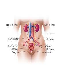 Kidney Infection (Pyelonephritis): Symptoms, Diagnosis & Treatment -  Urology Care Foundation